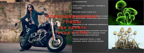 spice Алзамай