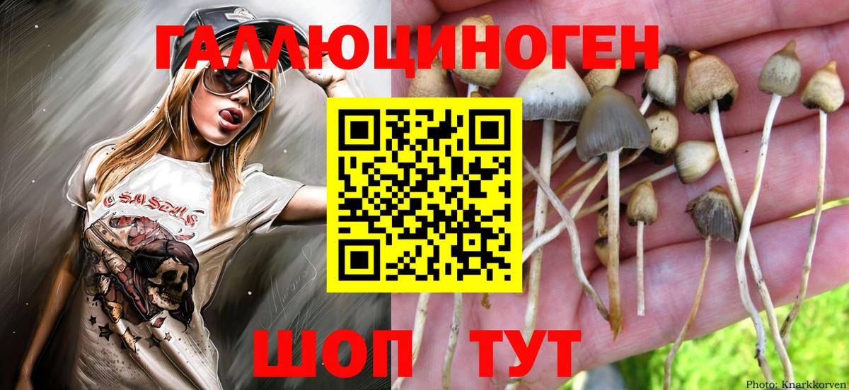Галлюциногенные грибы Psilocybe  Псилоцибиновые грибы MAGIC MUSHROOMS  Вход с VPN  Богородск 